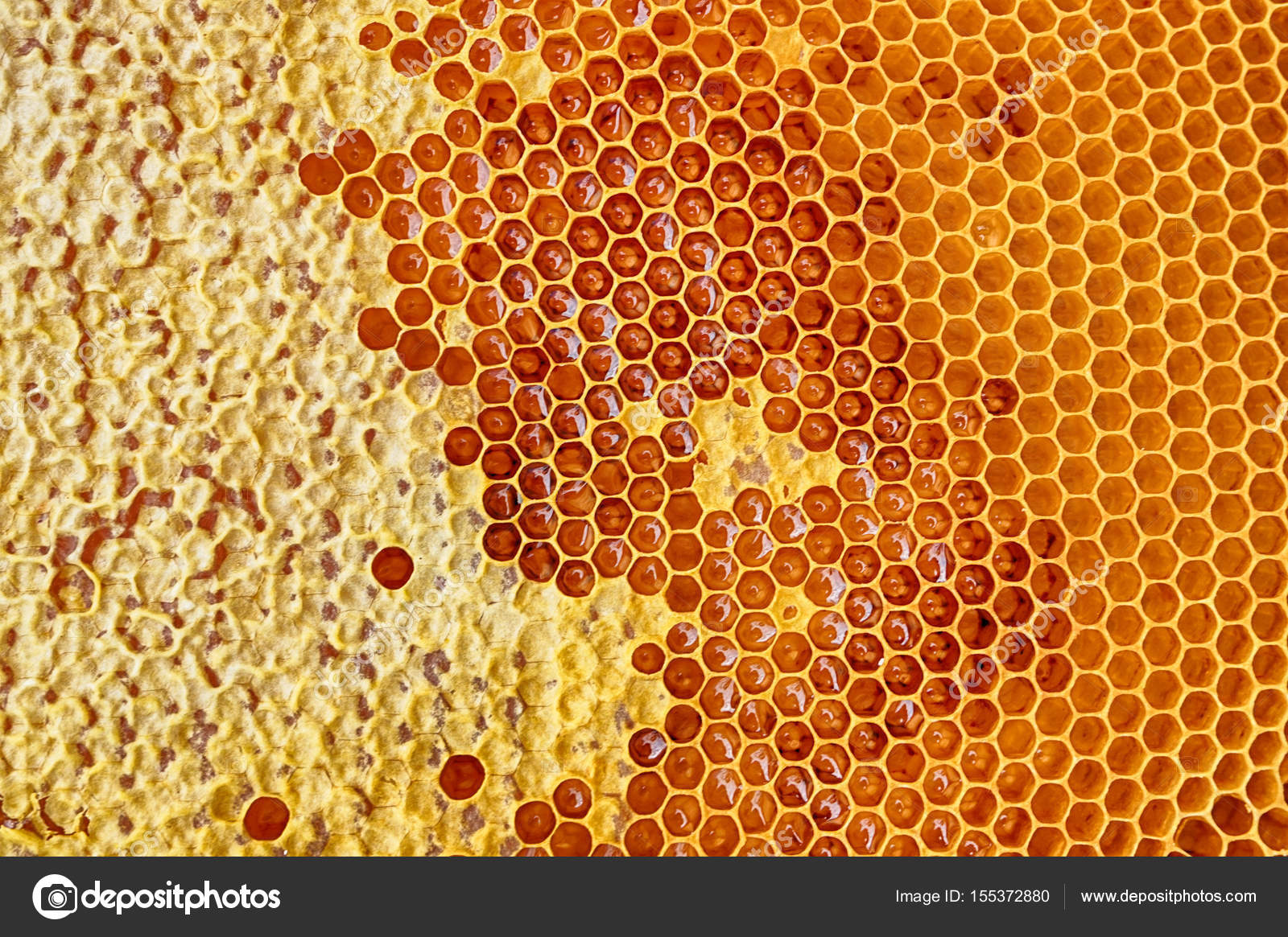 Panal de miel con miel: fotografía de stock © jonnysek #155372880