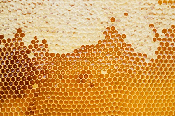 Honeycomb with honey — Stock Photo, Image