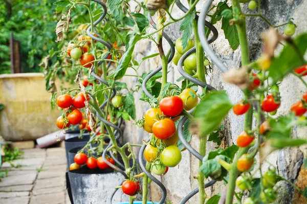 Frische Tomatenpflanze — Stockfoto