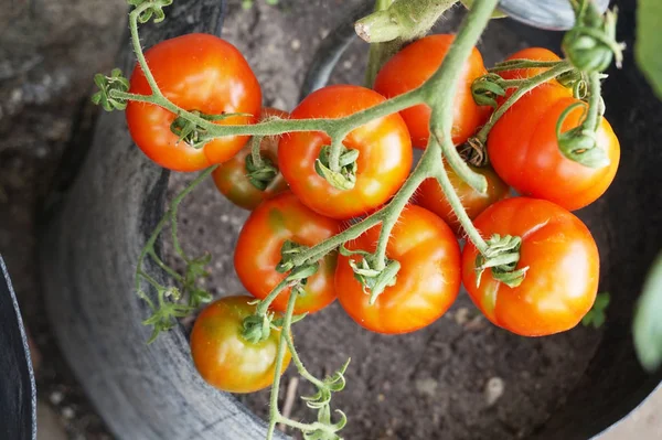 新鲜的番茄植物 — 图库照片