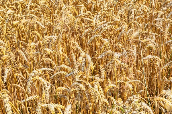 Goldenes Maisfeld — Stockfoto