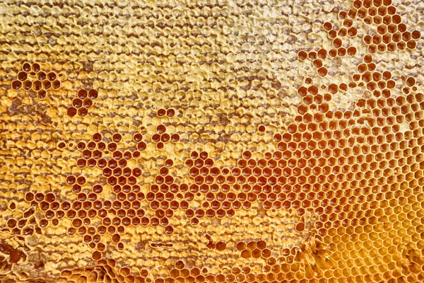 Panal de miel con miel —  Fotos de Stock