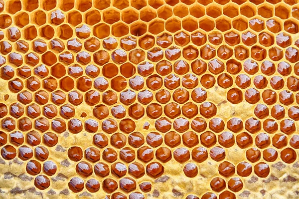ハニカム蜂蜜 — ストック写真