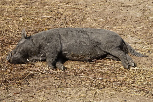 Yaban domuzu dinlenme — Stok fotoğraf