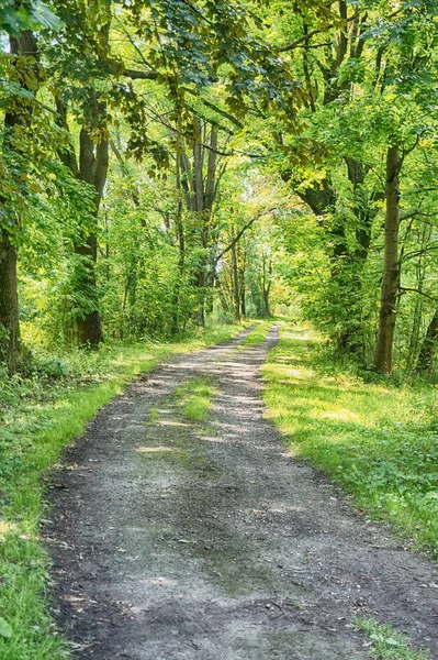 Cesta v zeleném lese — Stock fotografie