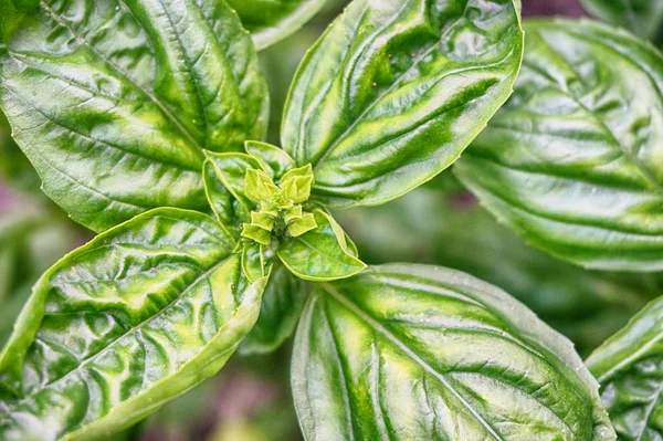 甘いバジルの植物 — ストック写真