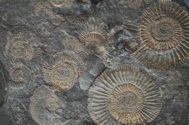 ammonites fossil texture   clipart