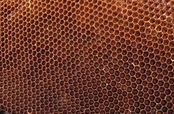 Honey combs pozadí — Stock fotografie