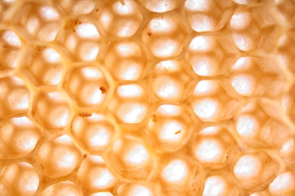 Honey combs background — Stock Photo, Image