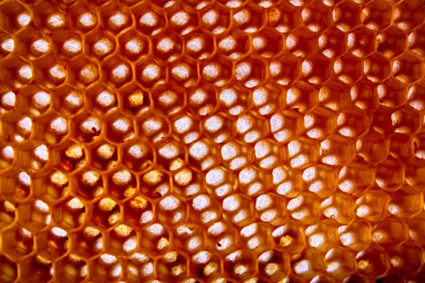 Honey combs pozadí — Stock fotografie