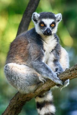 Lemur maymun dinleniyor