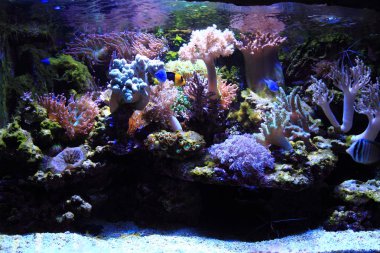 deniz akvaryum arka plan