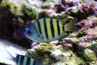 egzotik Deniz balığı 