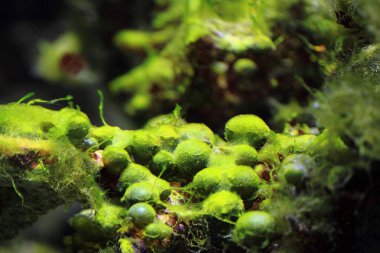 deniz akvaryum arka plan