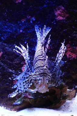 Deniz suyundaki lionfish