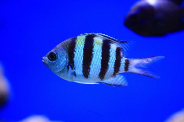 egzotik Deniz balığı 