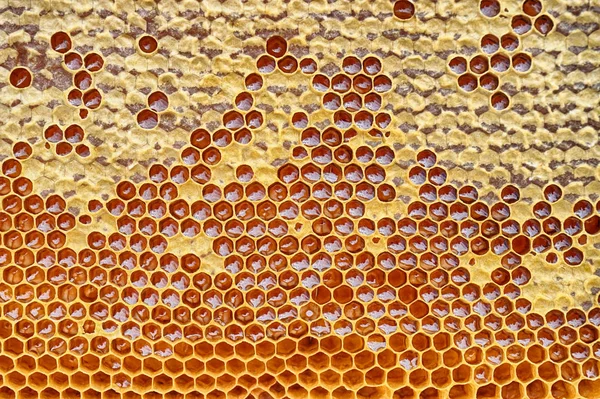 Стільникові з медом — стокове фото