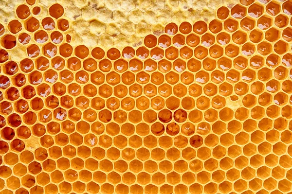 Panal de miel con miel —  Fotos de Stock