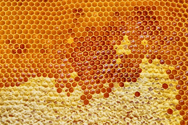 Медовые соты с медом — стоковое фото