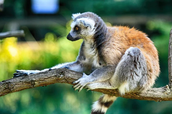 Macaco lemur está descansando — Fotografia de Stock