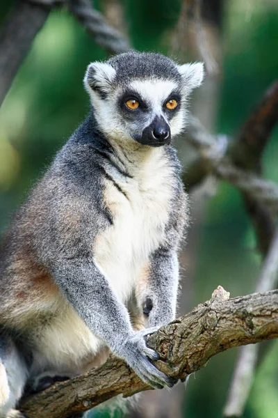 Lemur małpa jest w stanie spoczynku — Zdjęcie stockowe