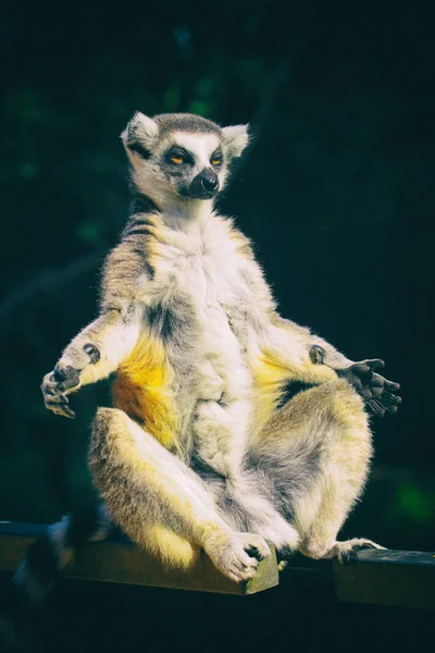 Lemurenaffe ruht — Stockfoto