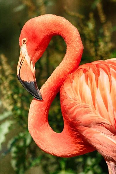 Detalhe flamingo vermelho — Fotografia de Stock
