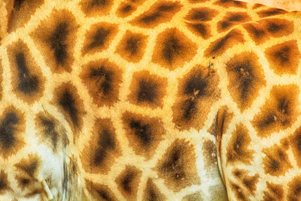 Giraffe skin background — Stock Photo, Image