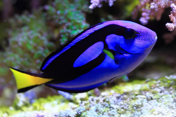 Exotischer Meeresfisch — Stockfoto