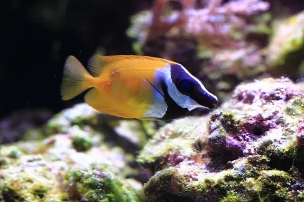 Peces marinos exóticos — Foto de Stock