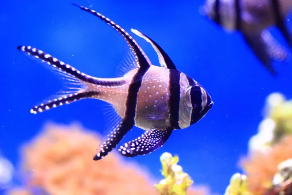 Peixes marinhos exóticos — Fotografia de Stock