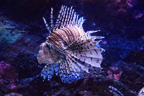 Peixe-leão na água do mar — Fotografia de Stock