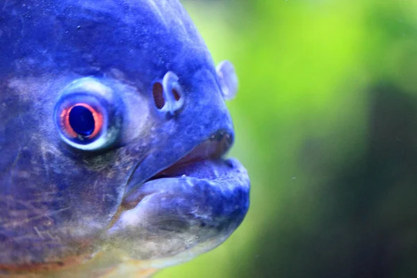 大きなピラニア魚 — ストック写真