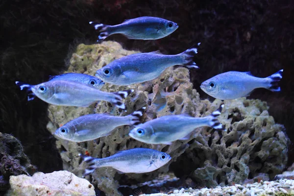 Pesci di mare esotici — Foto Stock