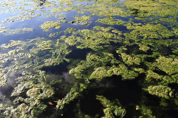 Alga de água verde — Fotografia de Stock