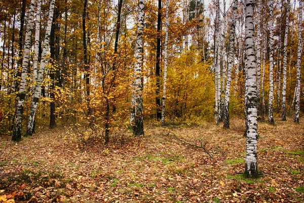 Autumunal 緑豊かな森林 — ストック写真