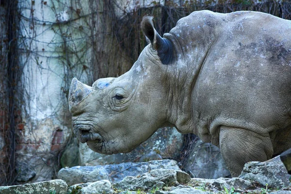 Počet divoce žijících nosorožců zvíře — Stock fotografie