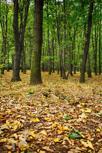 Автумунальный чехословацкий лес — стоковое фото