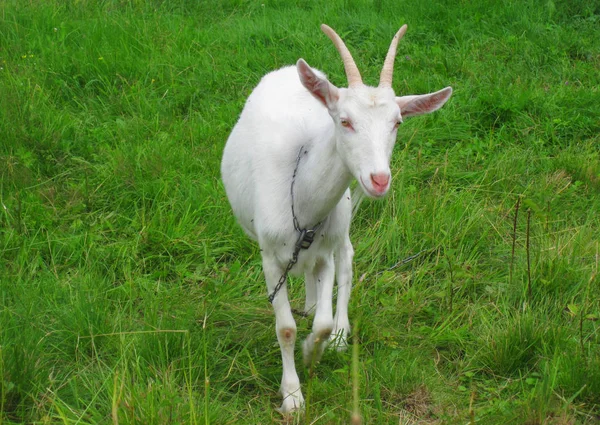 Chèvre dans l'herbe verte — Photo