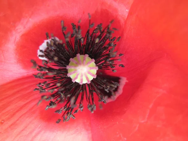 Κόκκινο φόντο λουλούδι παπαρούνας — Φωτογραφία Αρχείου