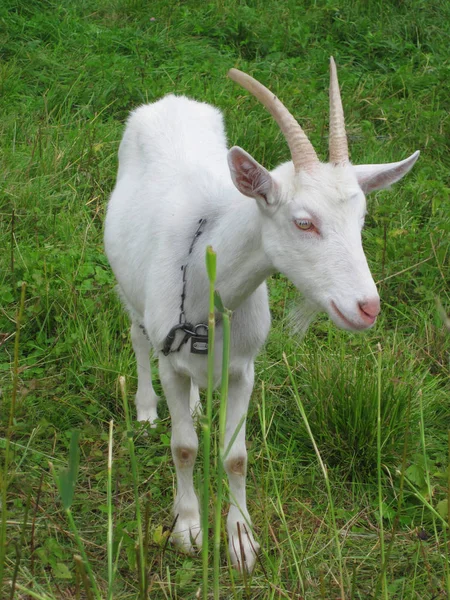 Geit in het groene gras — Stockfoto