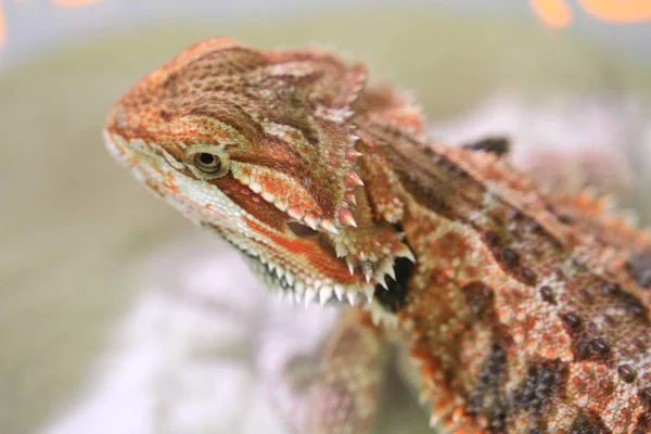 Head of lizard — Stock Photo, Image