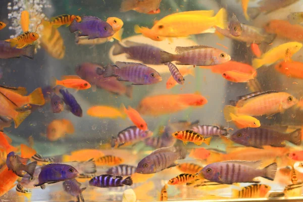 Farbfische im Aquarium — Stockfoto