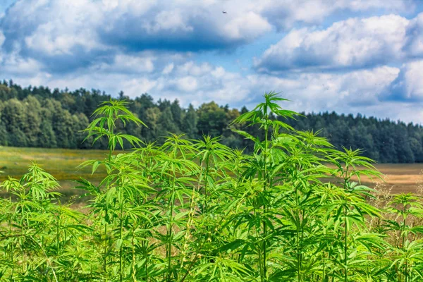 Grande campo de maconha — Fotografia de Stock