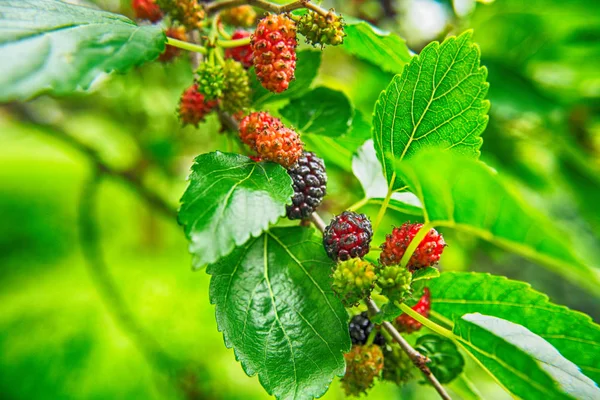Mulberries as exotic fruit background — Stock Photo, Image