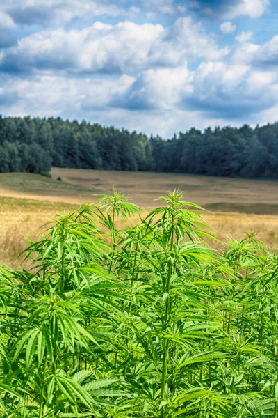 Grande campo de maconha — Fotografia de Stock