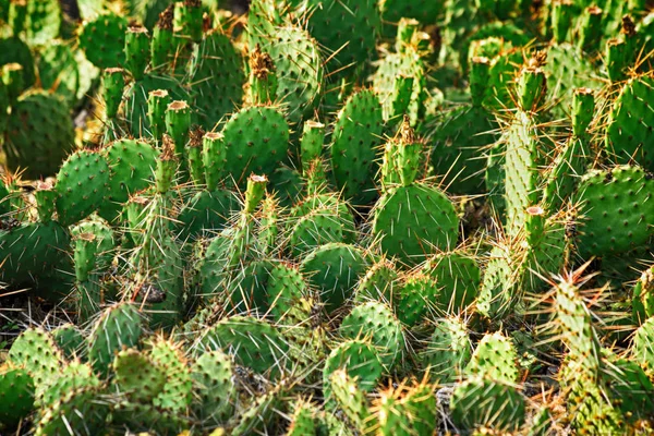 Textura de cactus silvestre — Foto de Stock