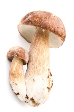 tipik çek mantar