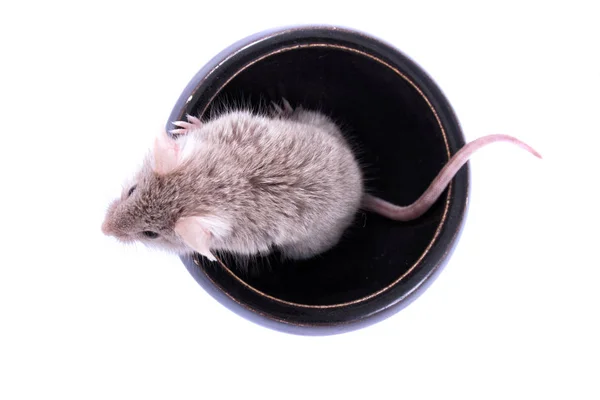 Ratinho castanho pequeno — Fotografia de Stock