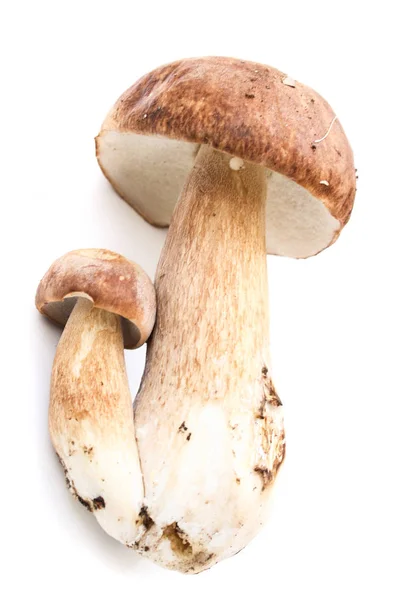 Типичные чешские грибы — стоковое фото
